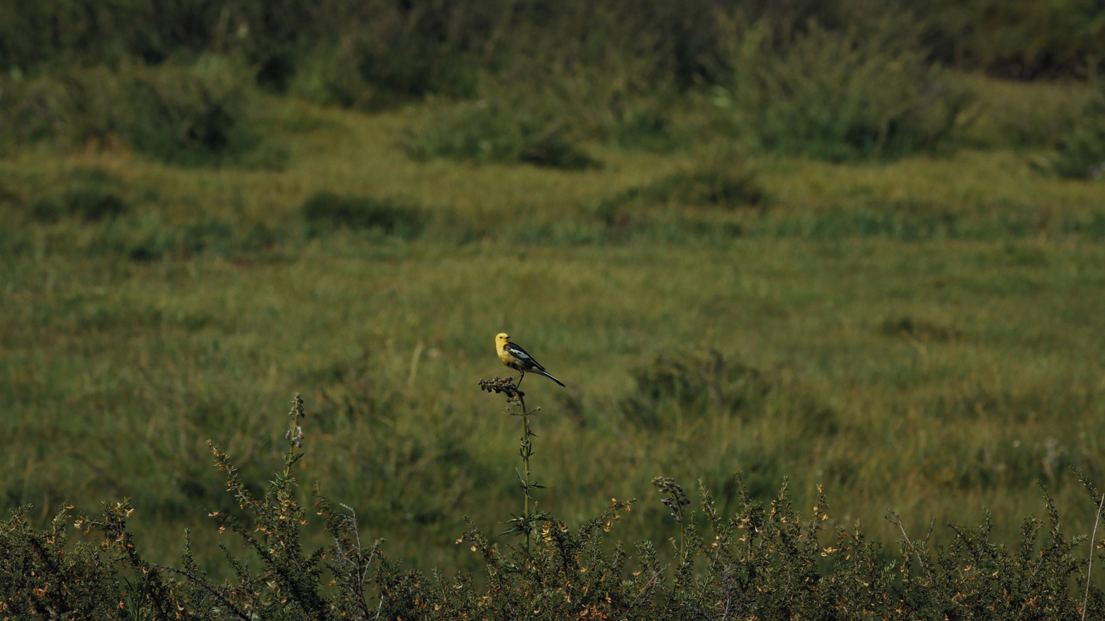 The Mountain Wagtail's poster