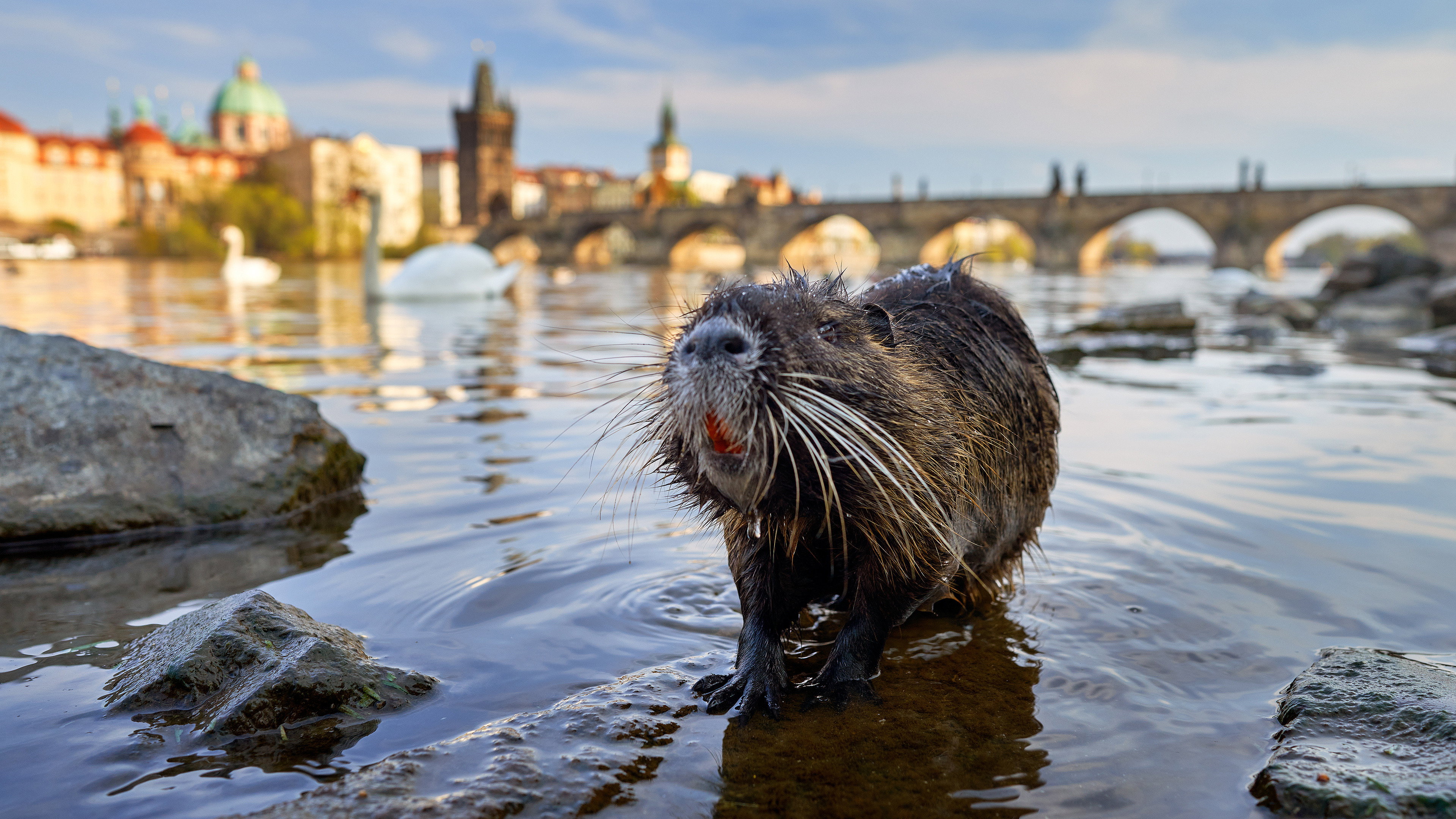 Wild Prague's poster