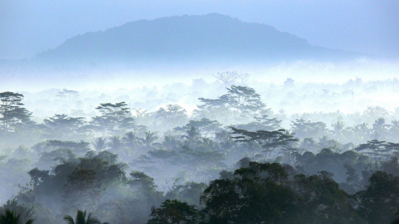 Wild Indonesia's poster