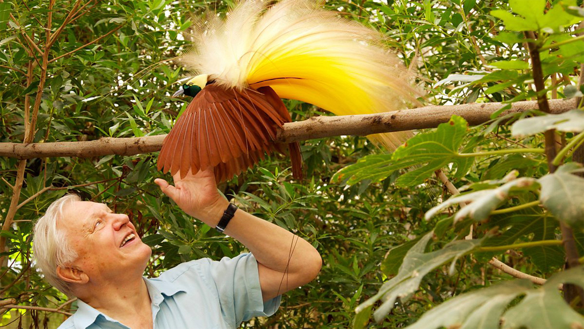 Attenborough in Paradise's poster