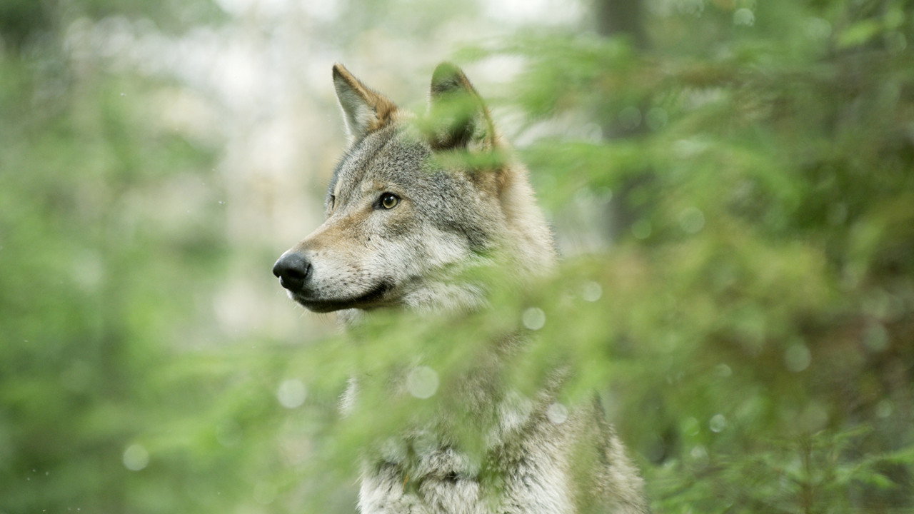 Wolf: Wanderer Without Borders's poster
