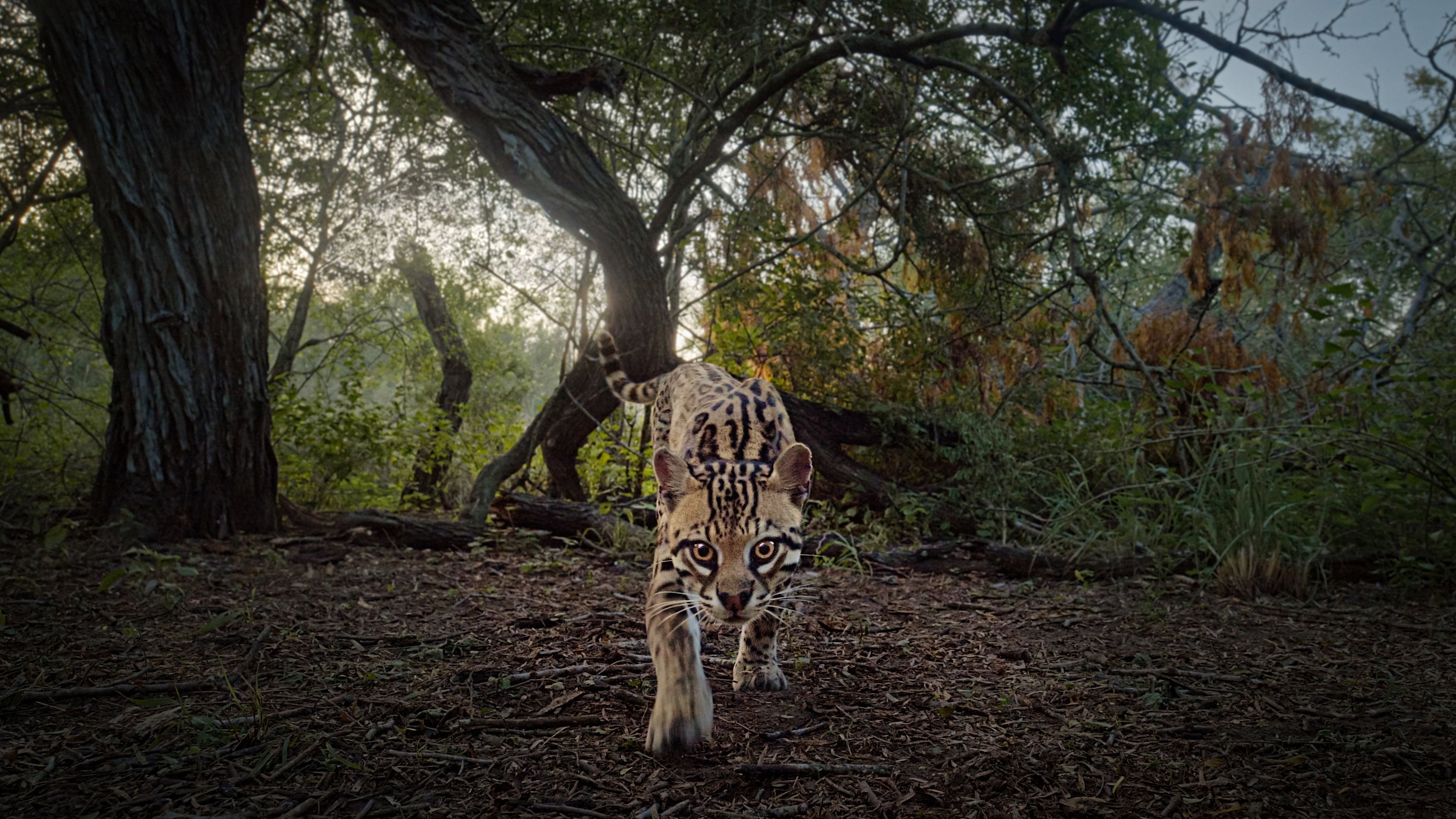 Deep in the Heart: A Texas Wildlife Story's poster