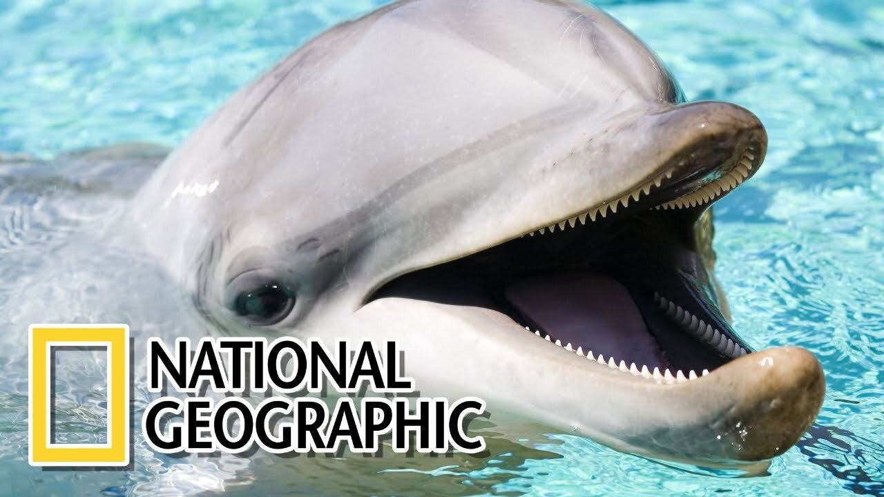 Dolphins: The Wild Side's poster