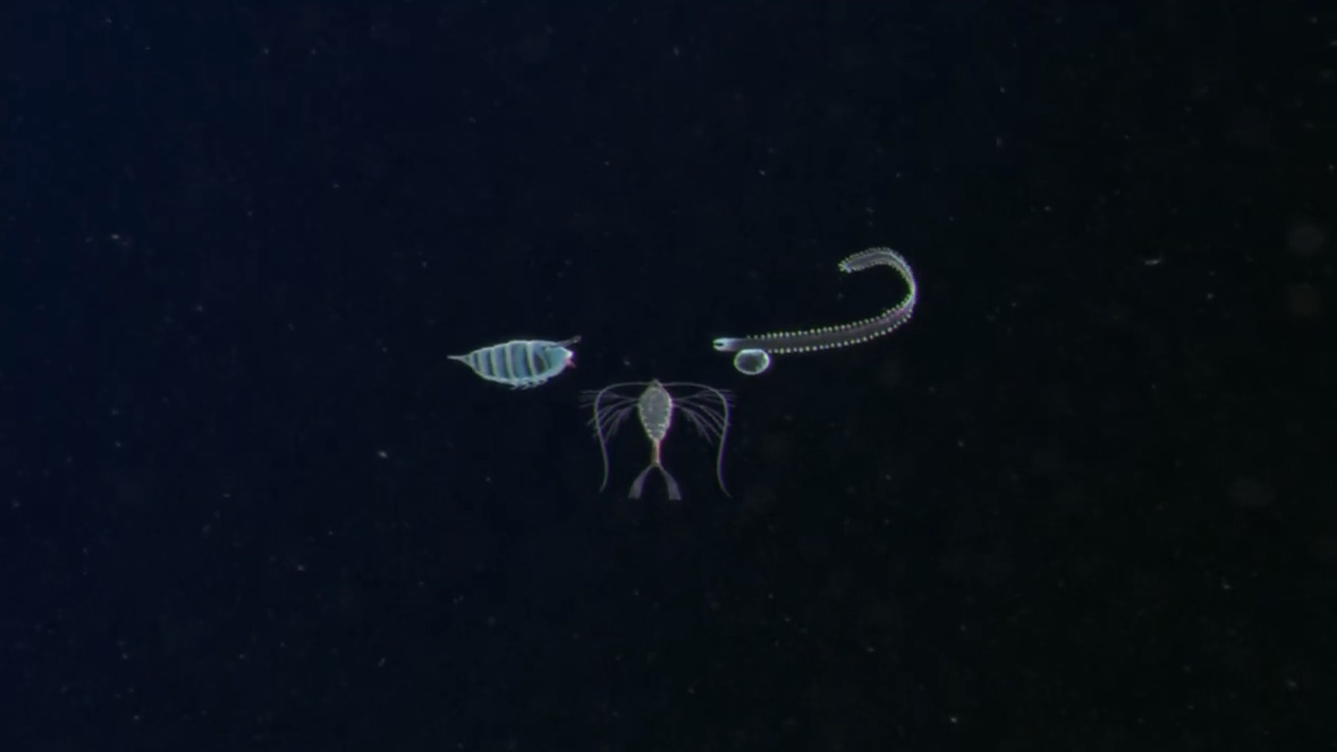 Plankton's poster