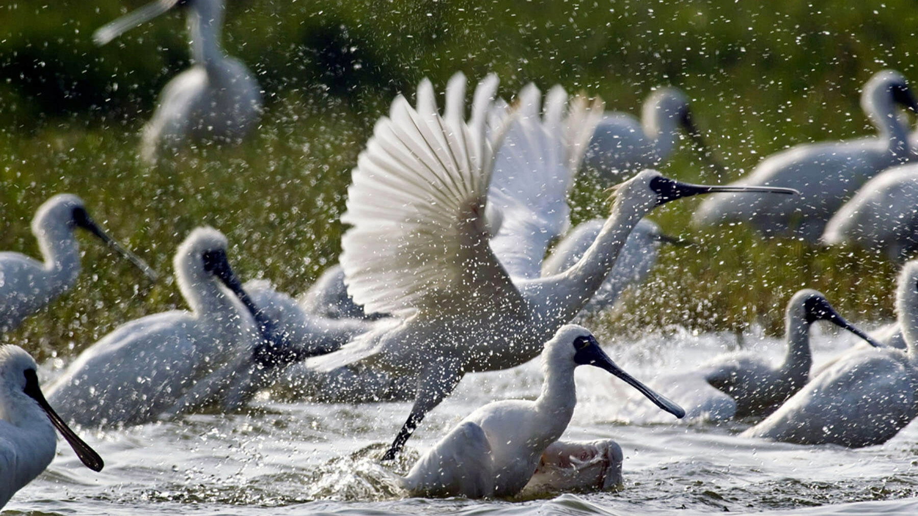 Caring for Black-Faced Spoonbill's poster