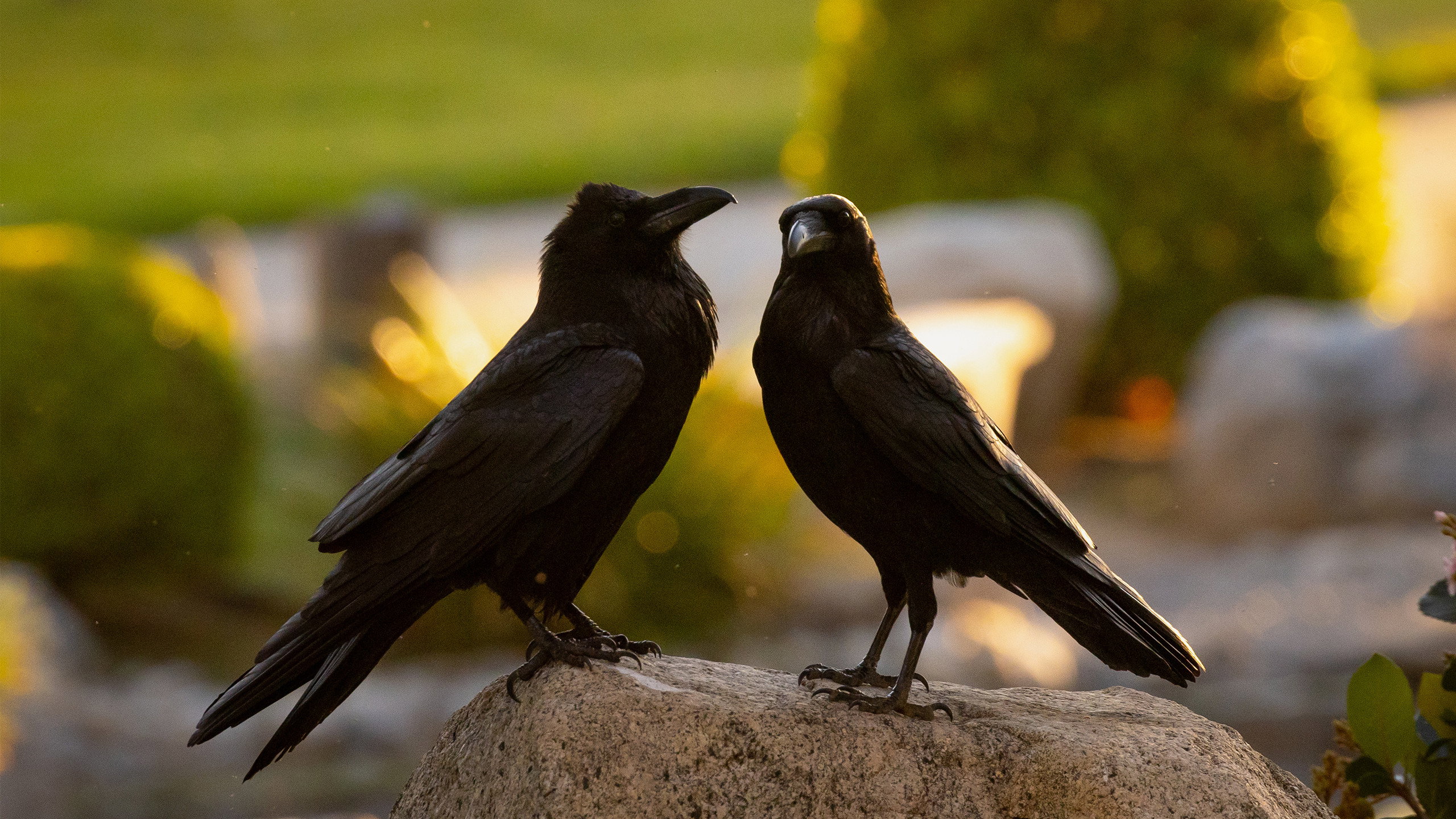 What Ravens Do's poster