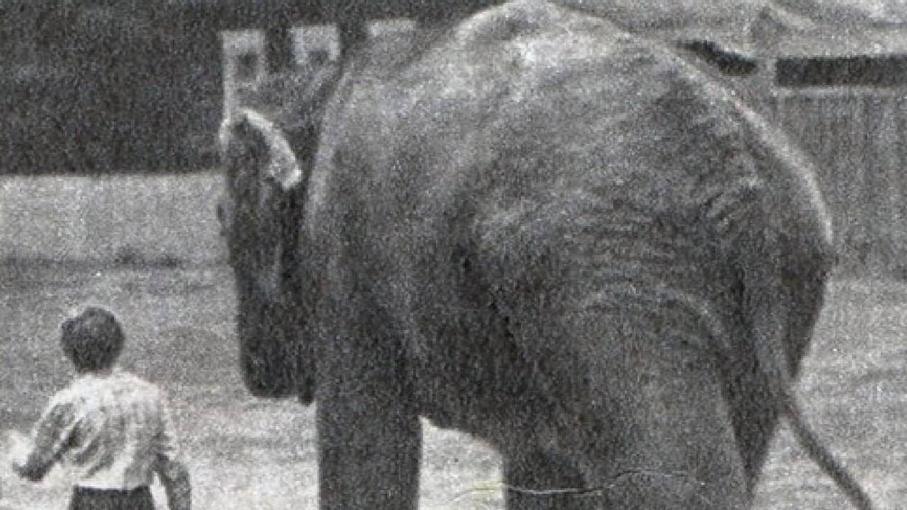 The Elephant Got Lost's poster