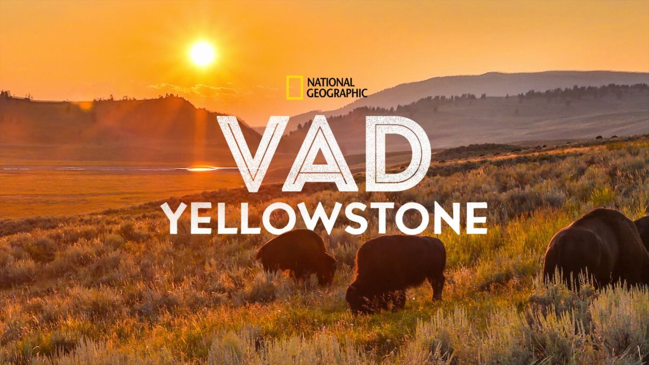 Wild Yellowstone's poster