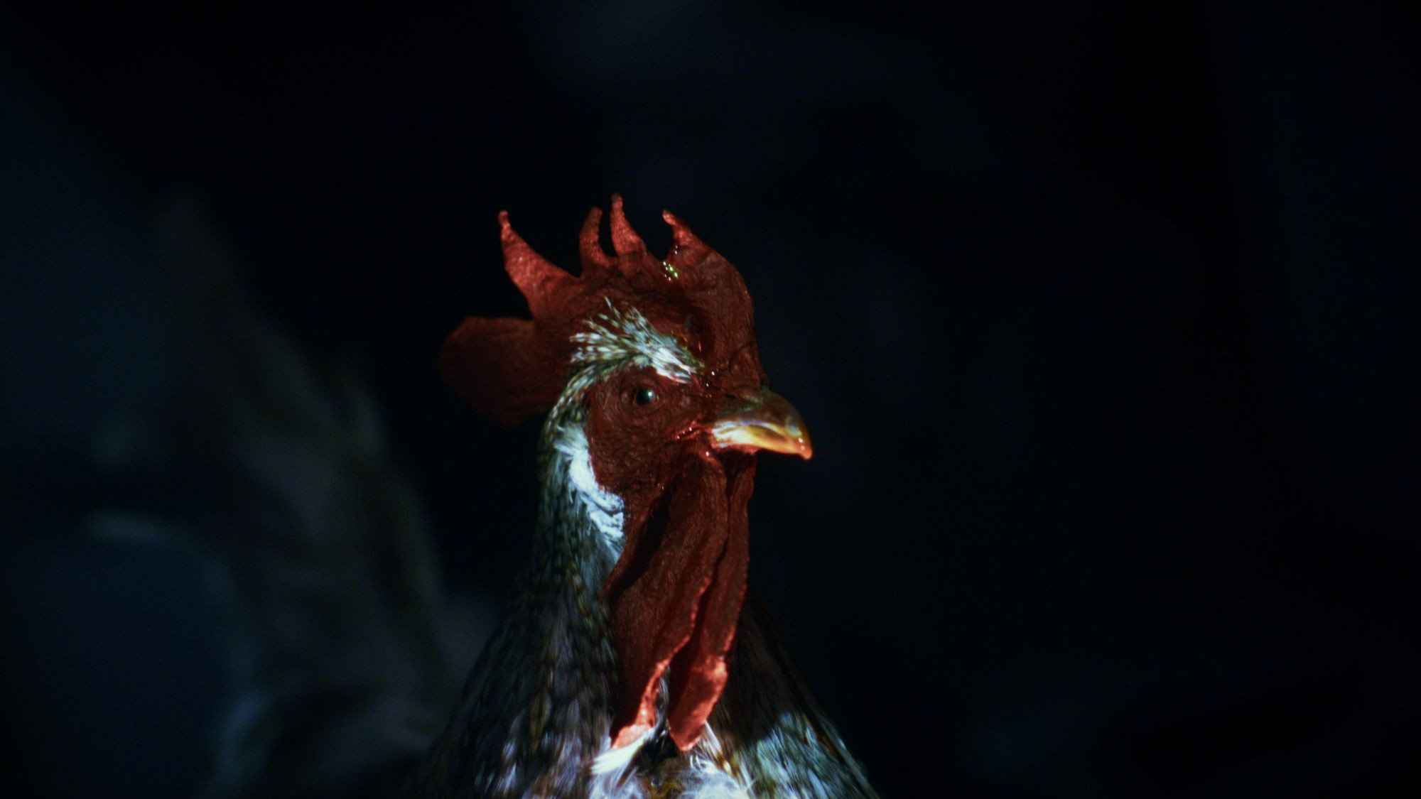 Rooster Road's poster