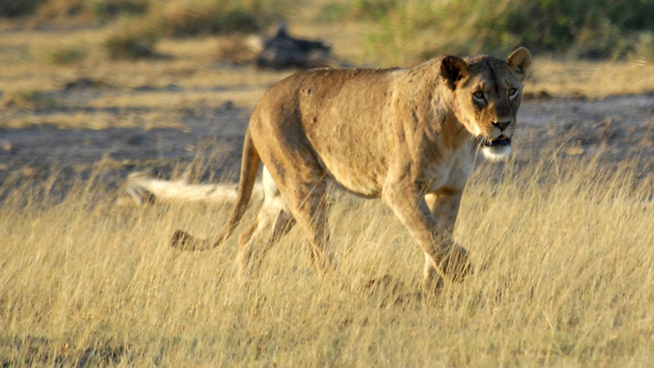 Little Big Cat's poster