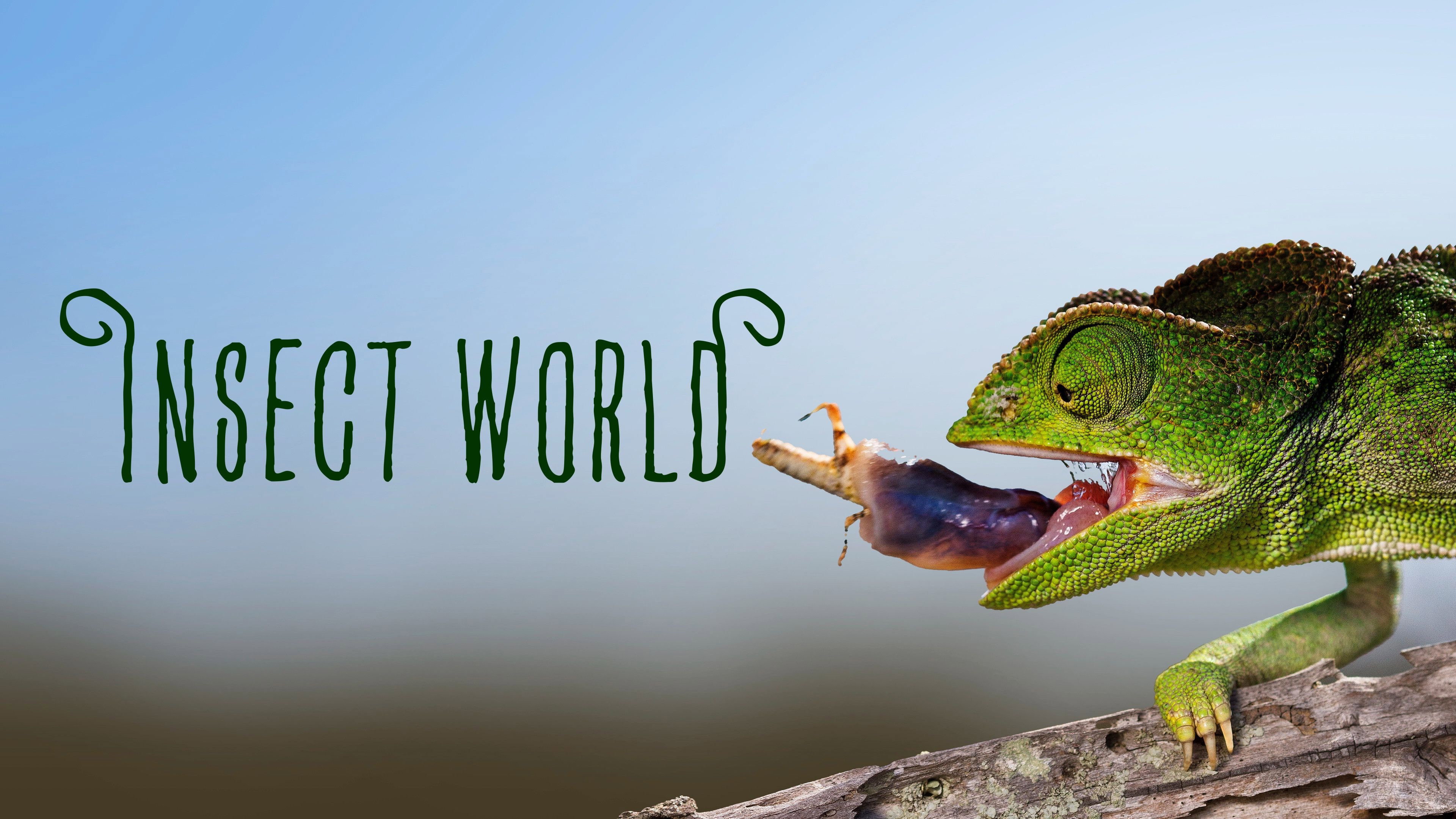 Insect World's poster