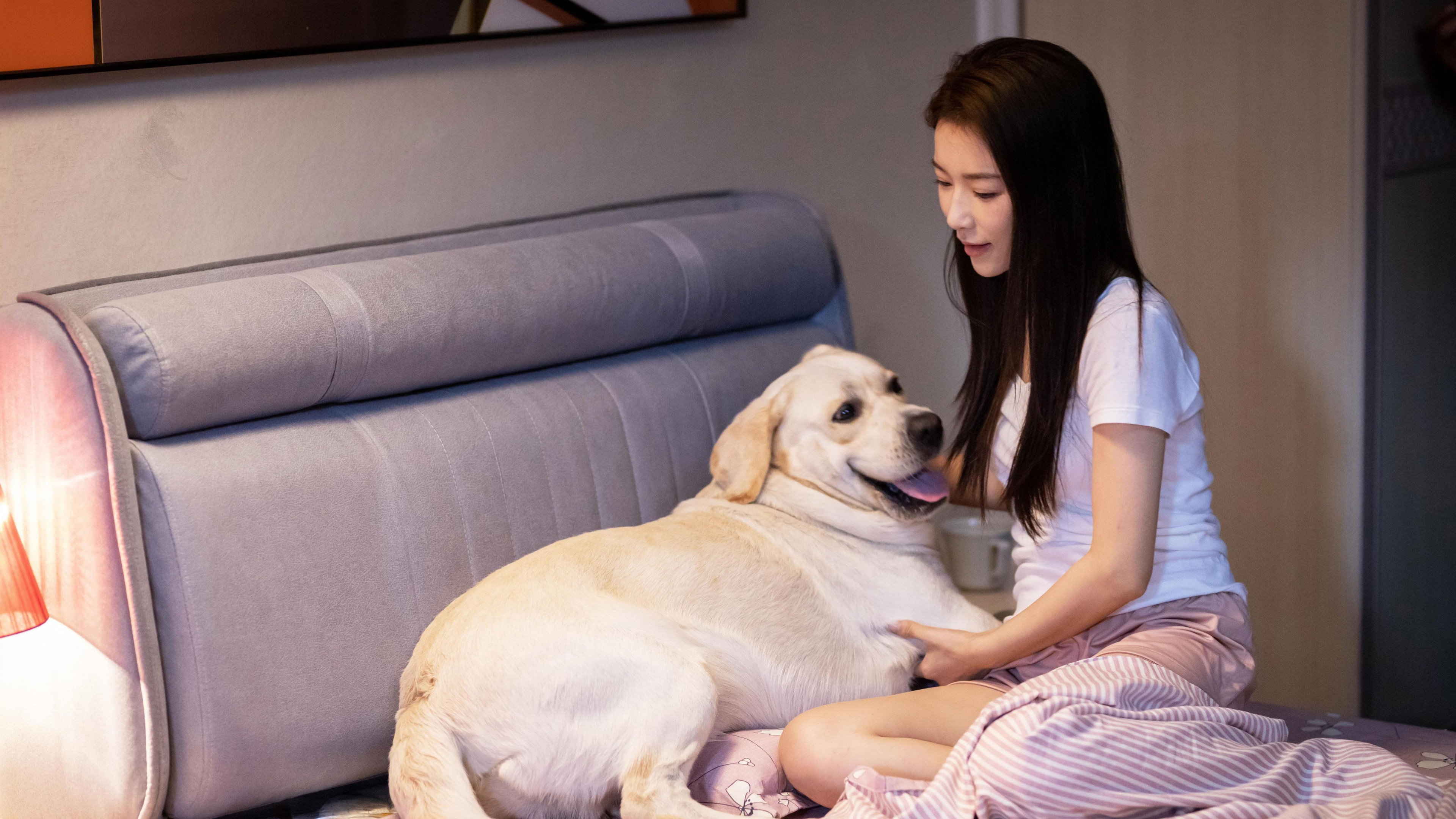 灵犬奇缘's poster