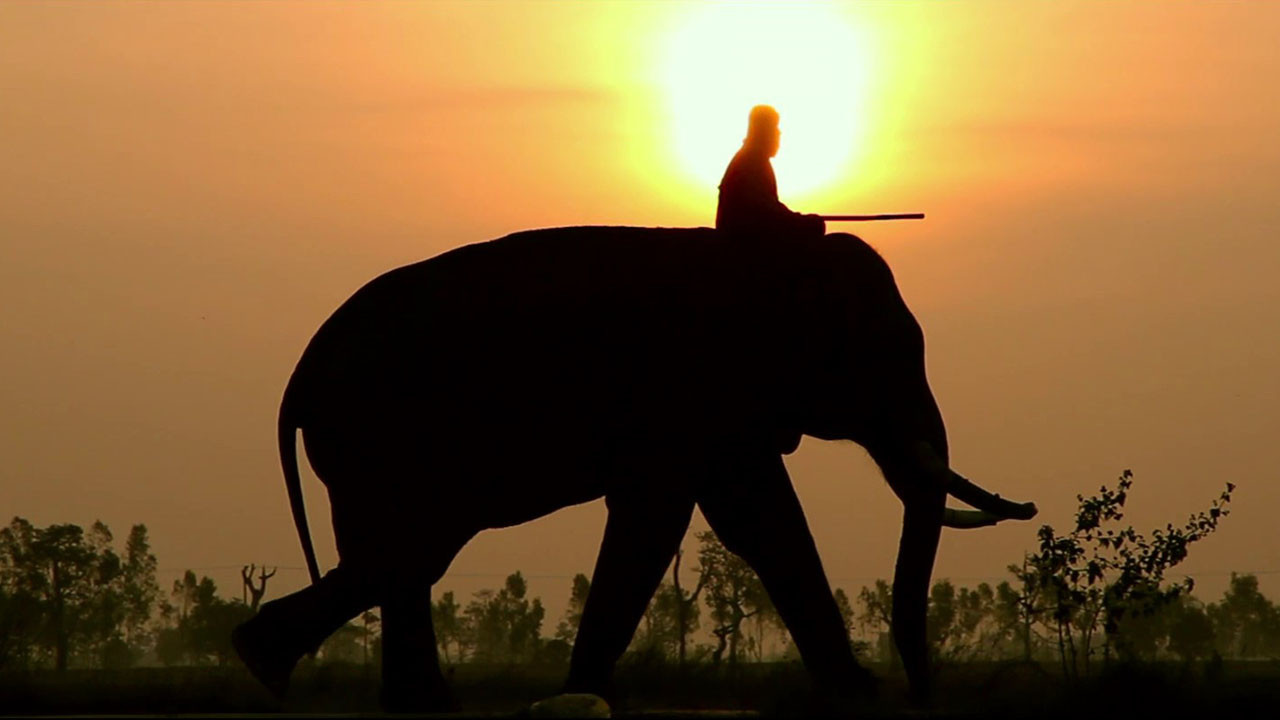 When Elephants Were Young's poster