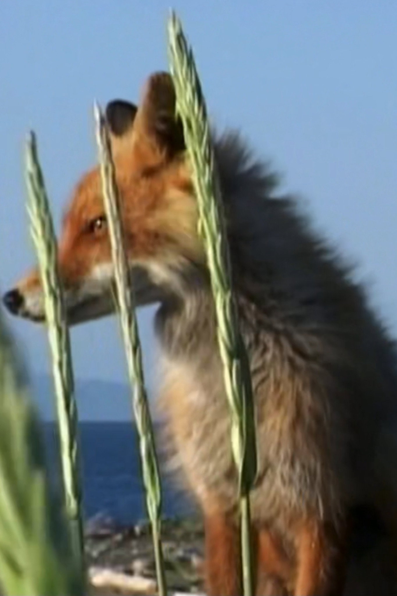 Timmy the Fox's poster