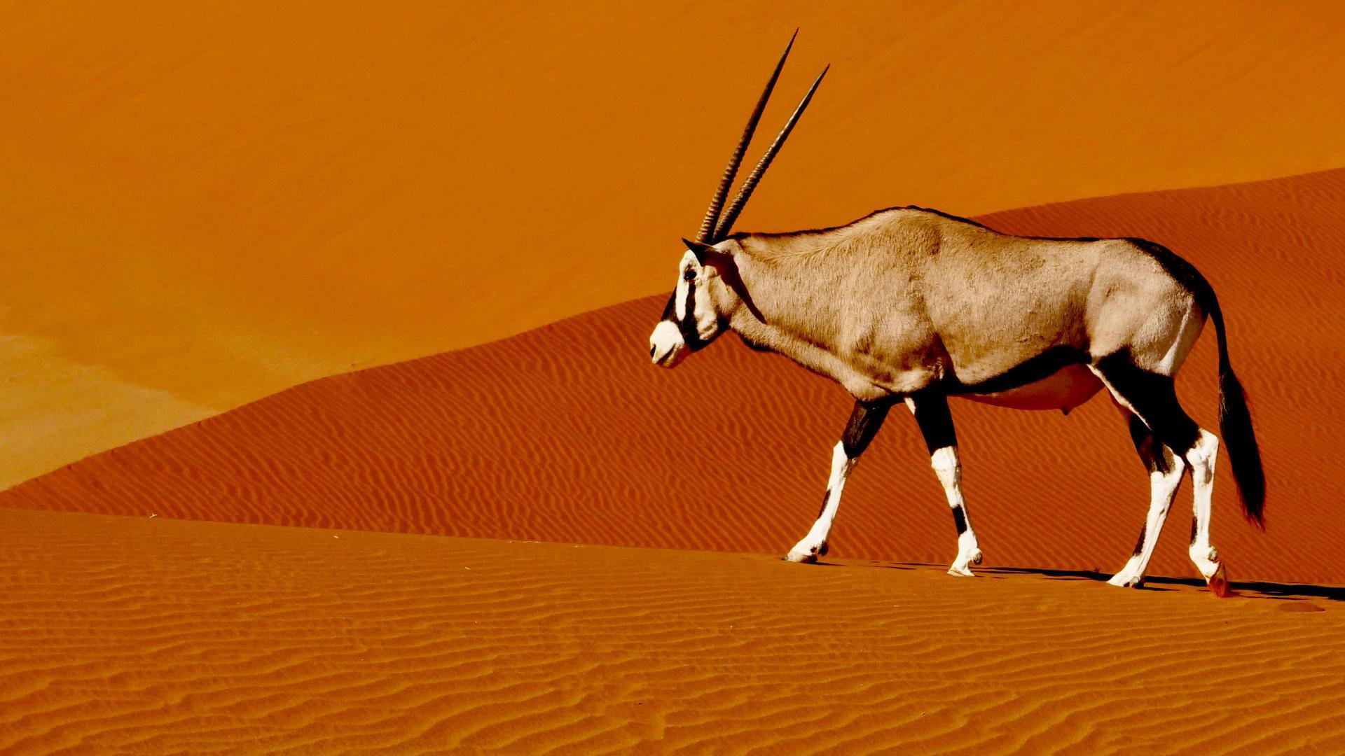 Namibia’s Natural Wonders's poster