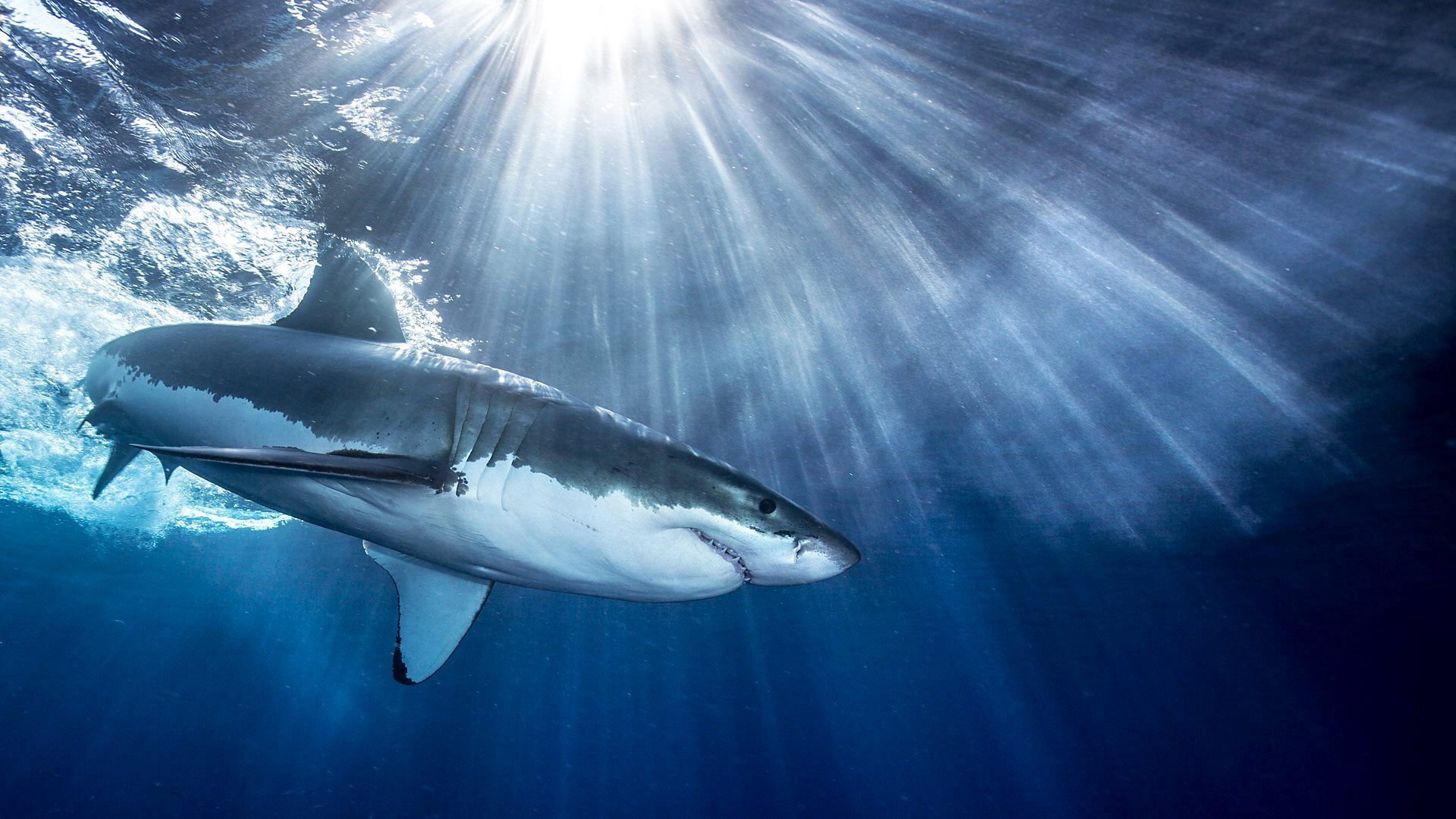 Shark's poster