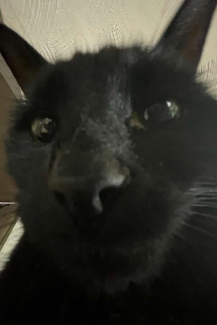 Bagherra The Cat's poster