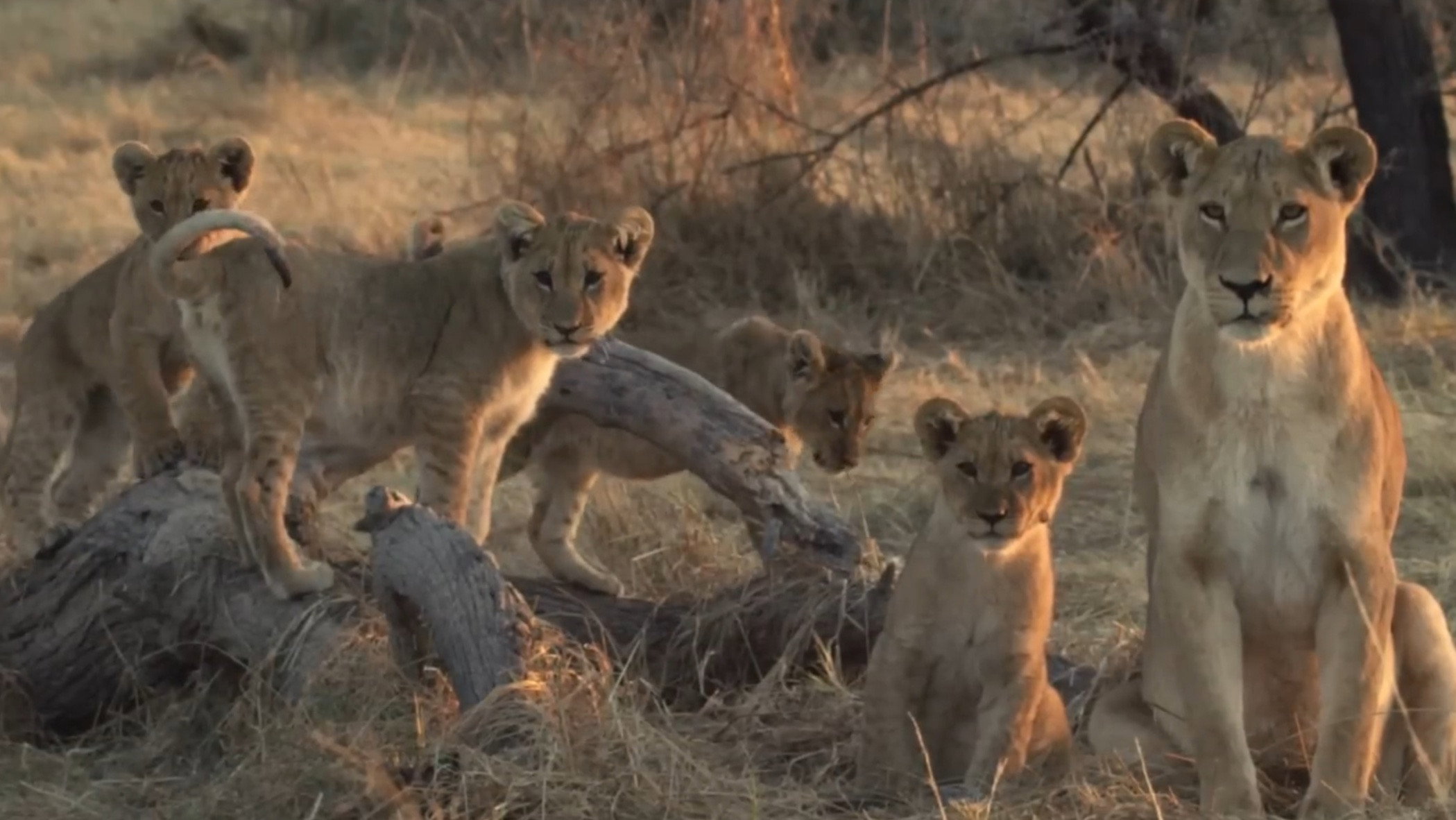 Lion Brothers: Cubs to Kings's poster