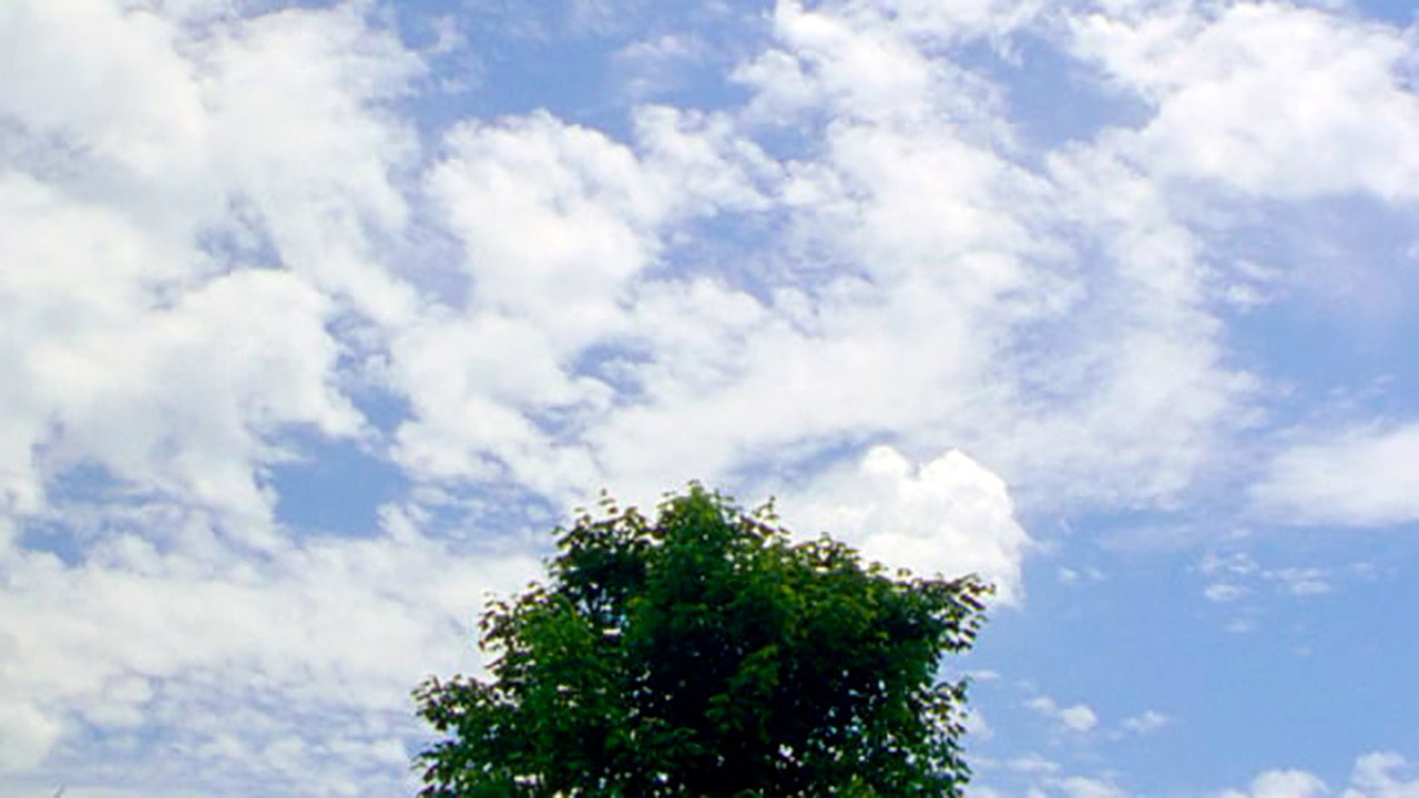 Tree's poster