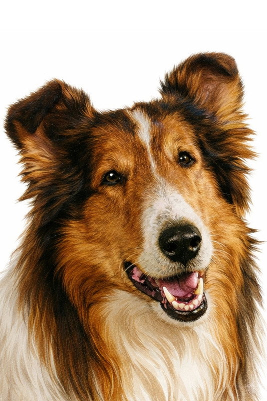 Lassie's poster