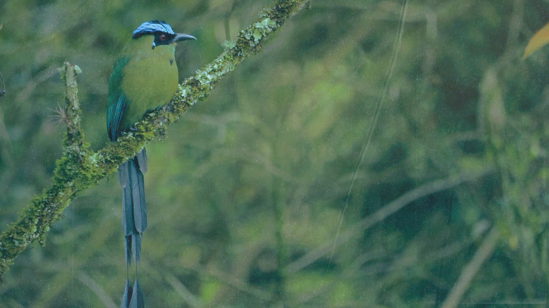 Dysphonias's poster