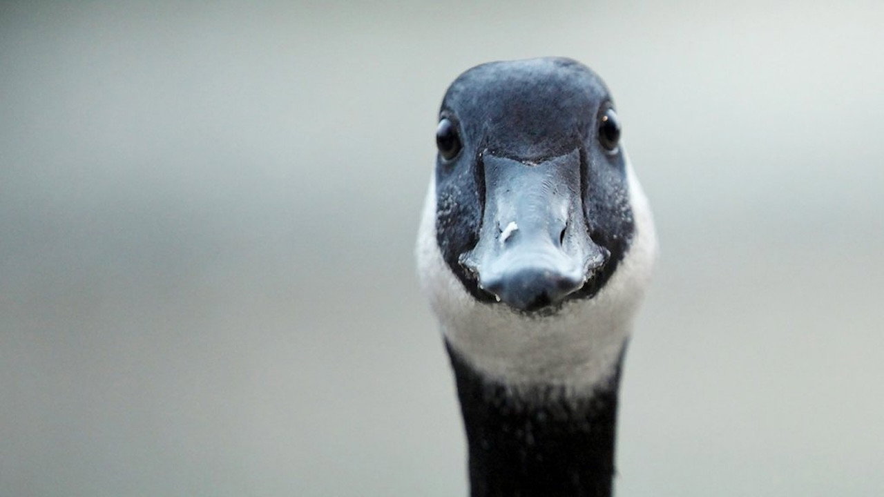 Modern Goose's poster