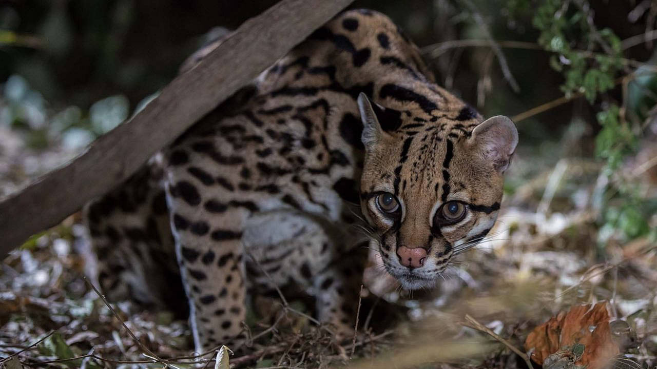 American Ocelot's poster