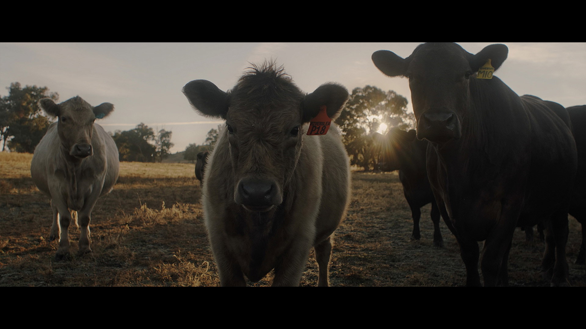With the Cattle's poster