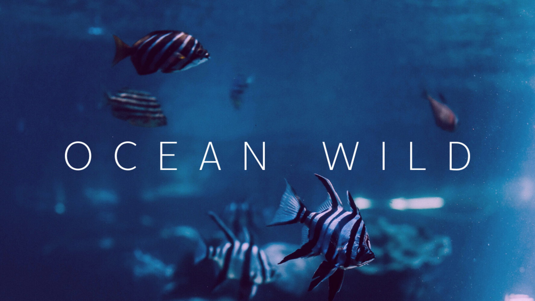 Ocean Wild's poster