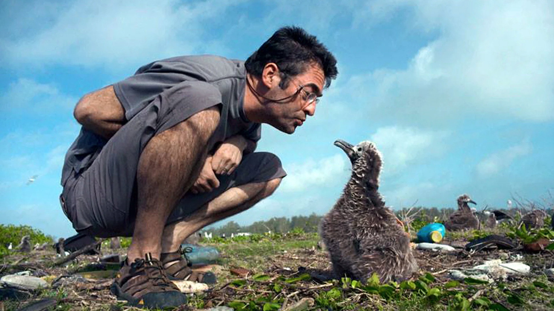 Albatross's poster