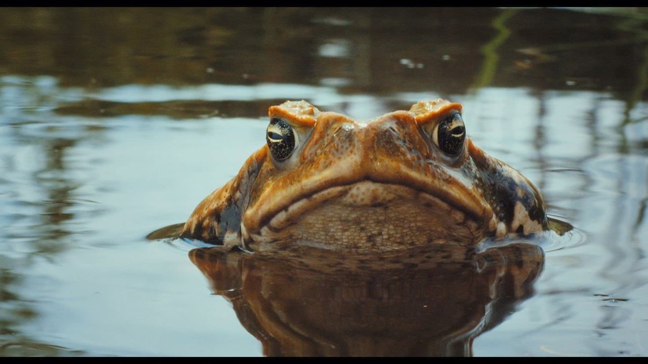 Cane Toads: The Conquest's poster