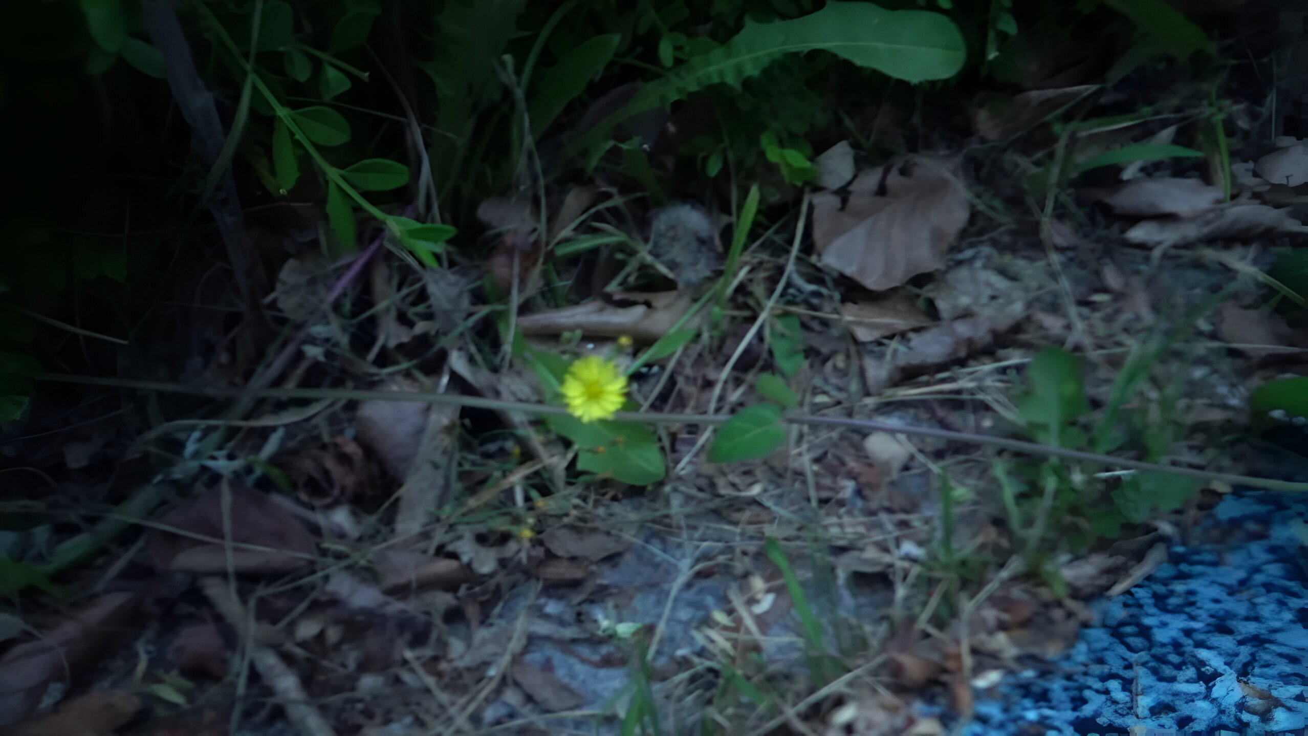 Small Flower's poster