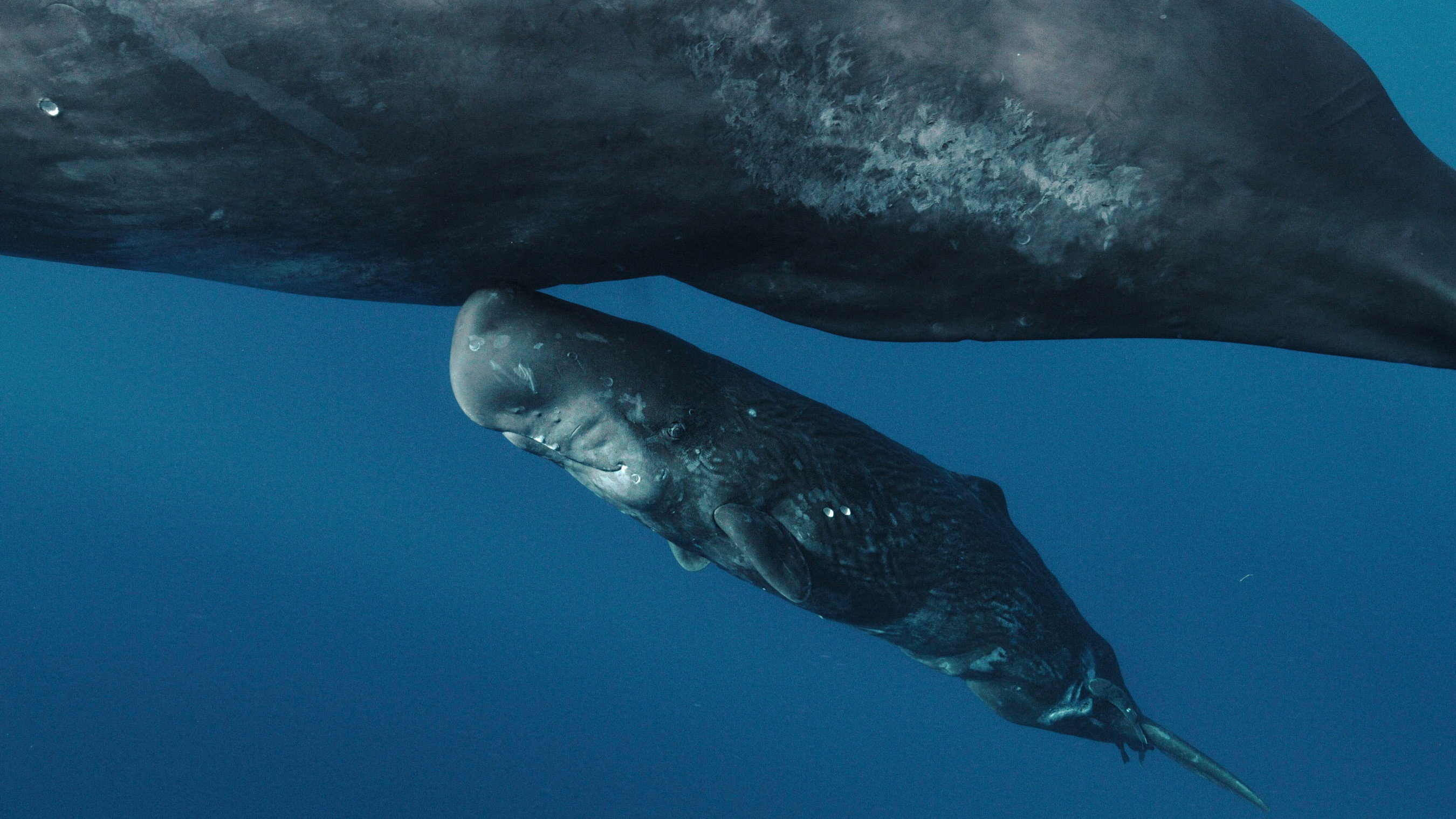 Whales and I's poster