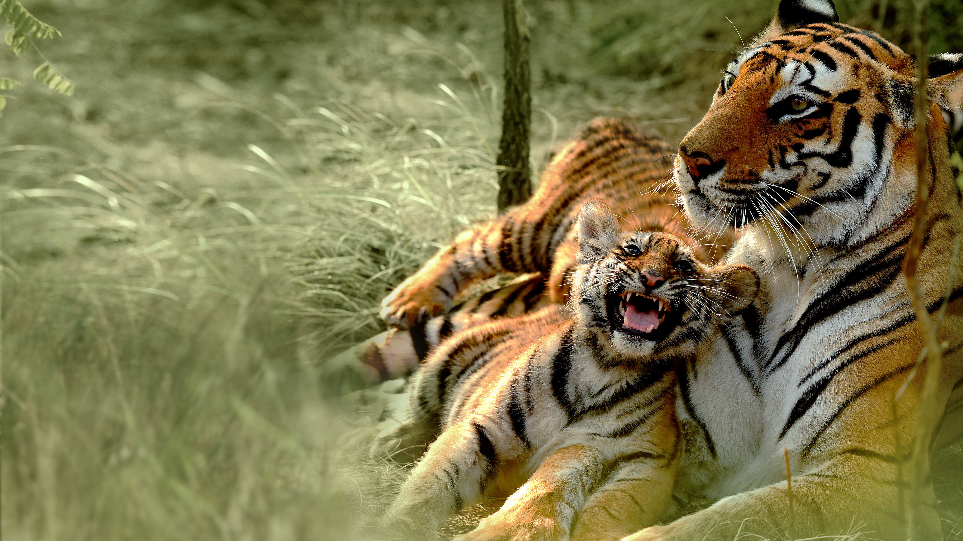 Counting Tigers's poster