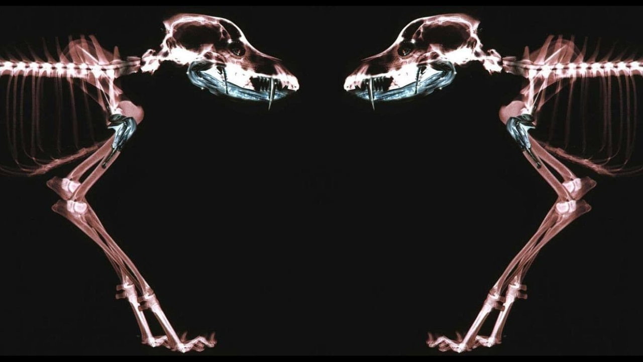 Rottweiler's poster