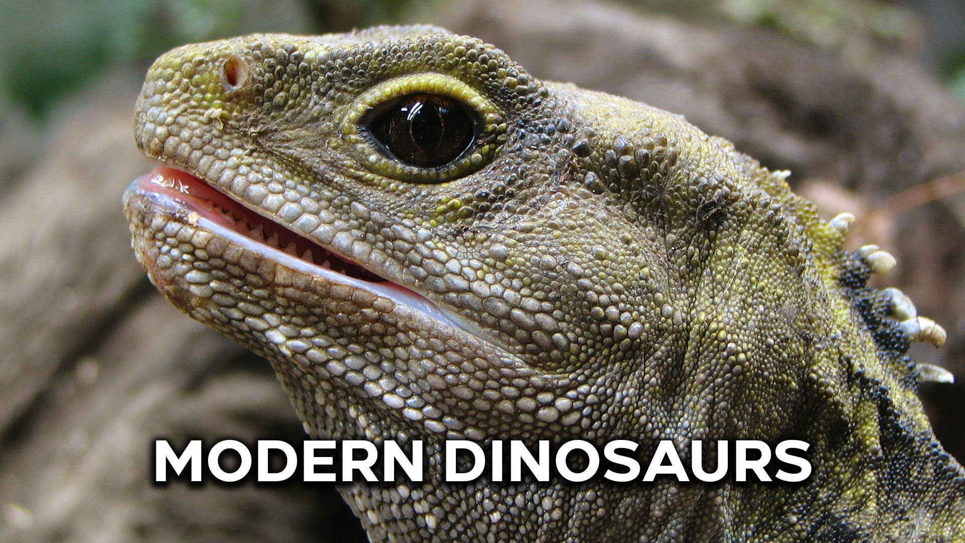 Modern Dinosaurs's poster