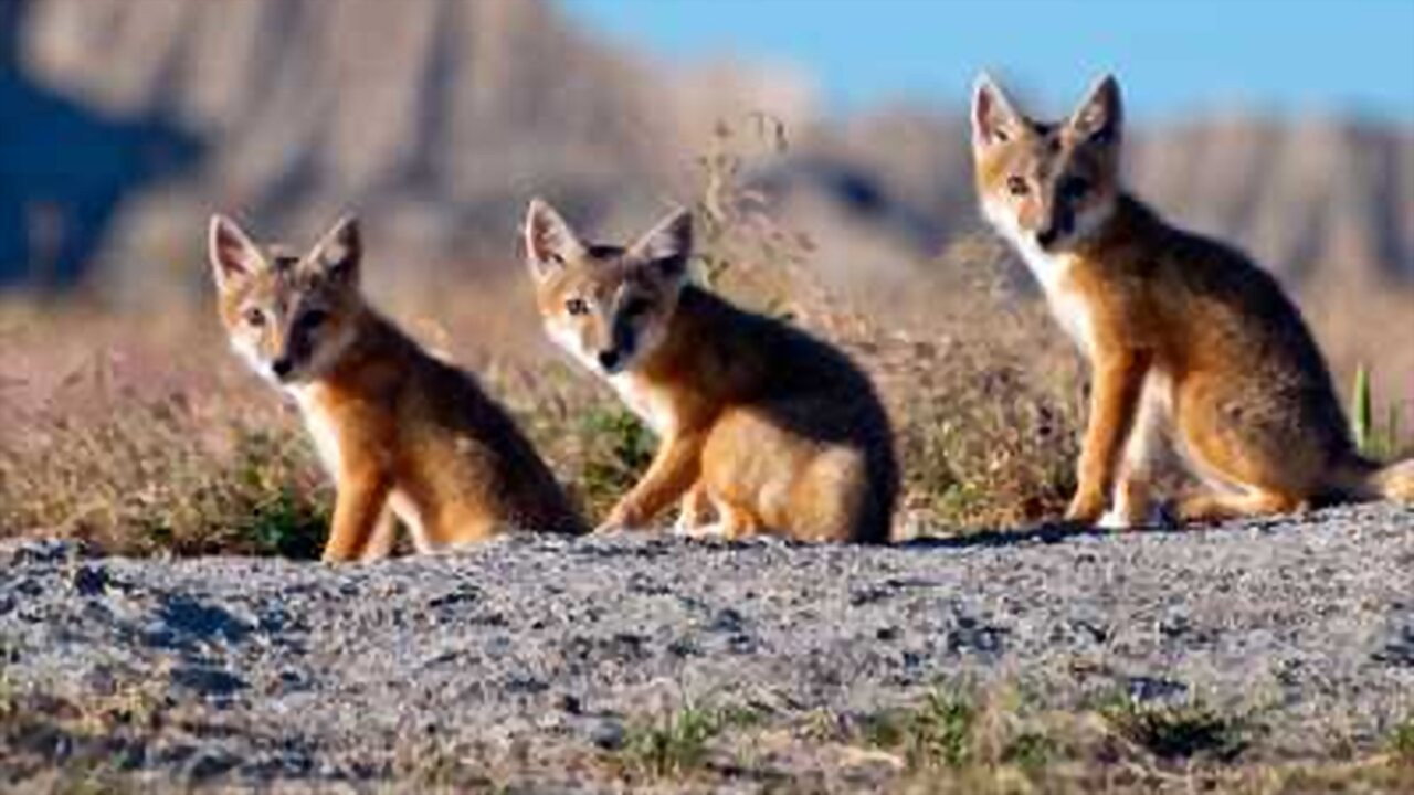 North America's poster