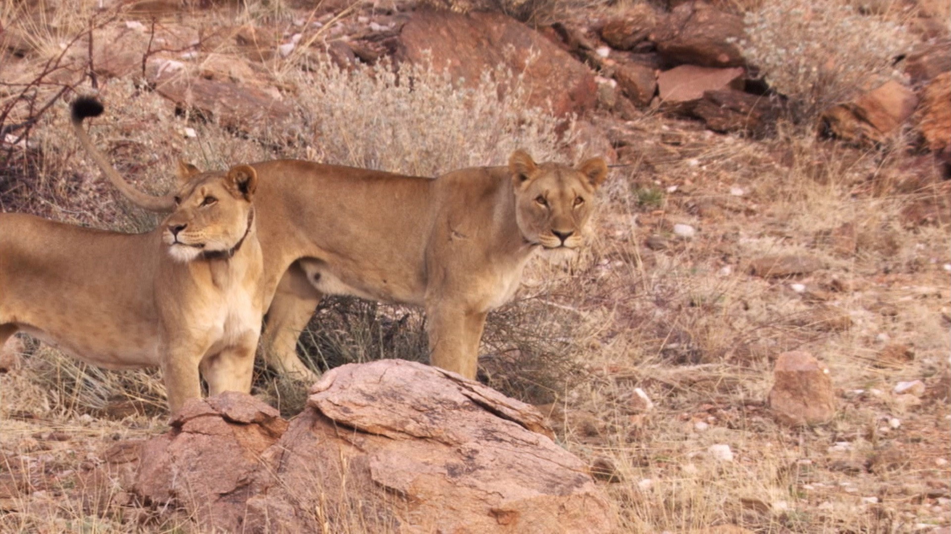 Desert Lions's poster