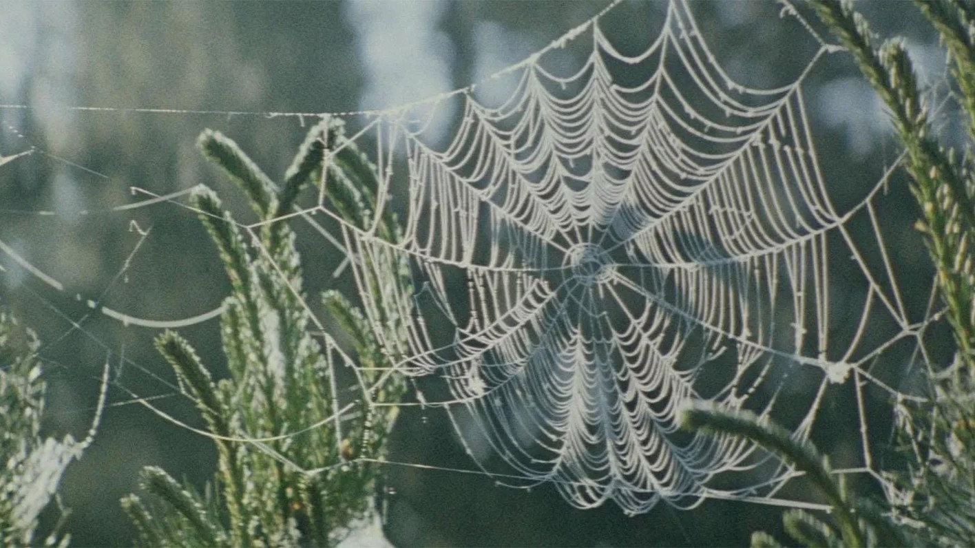 In the Forest's poster