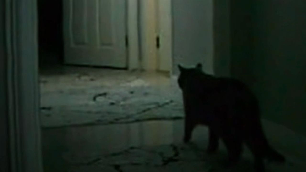 the instinct's poster
