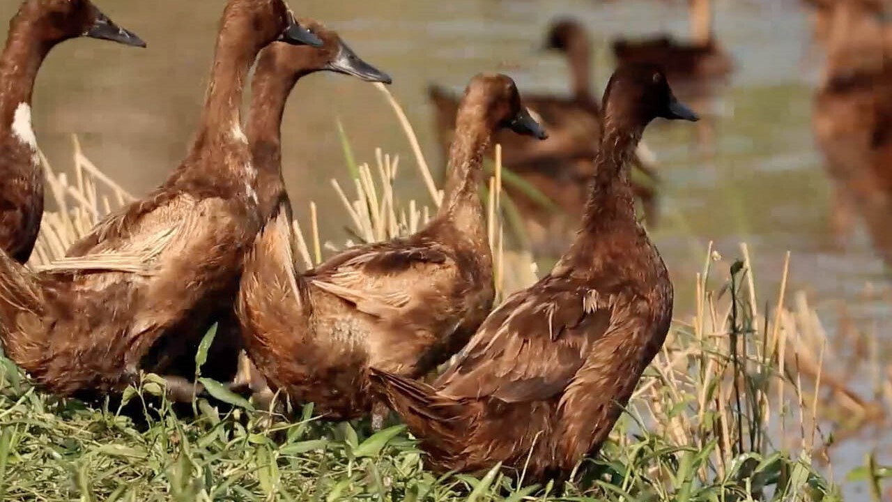 Duck Academy's poster