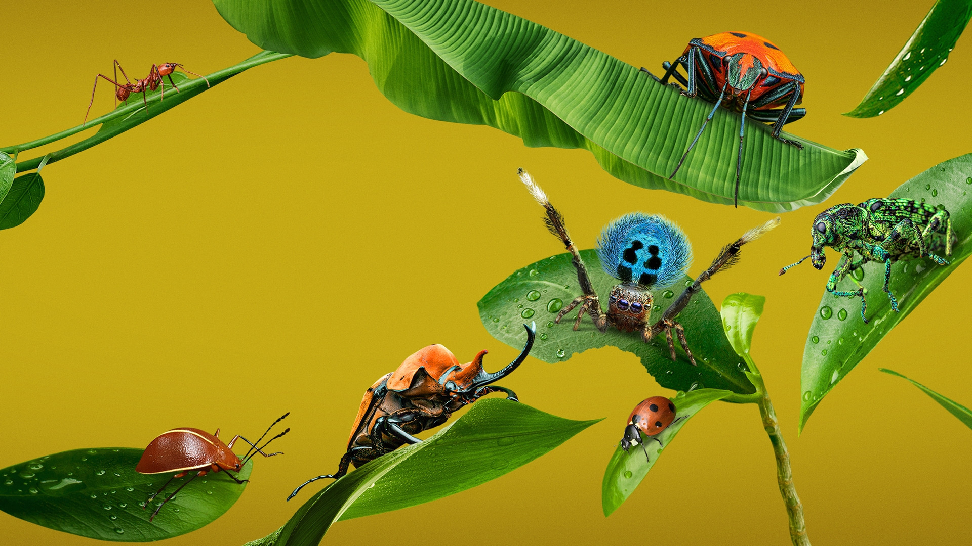 A Real Bug's Life's poster