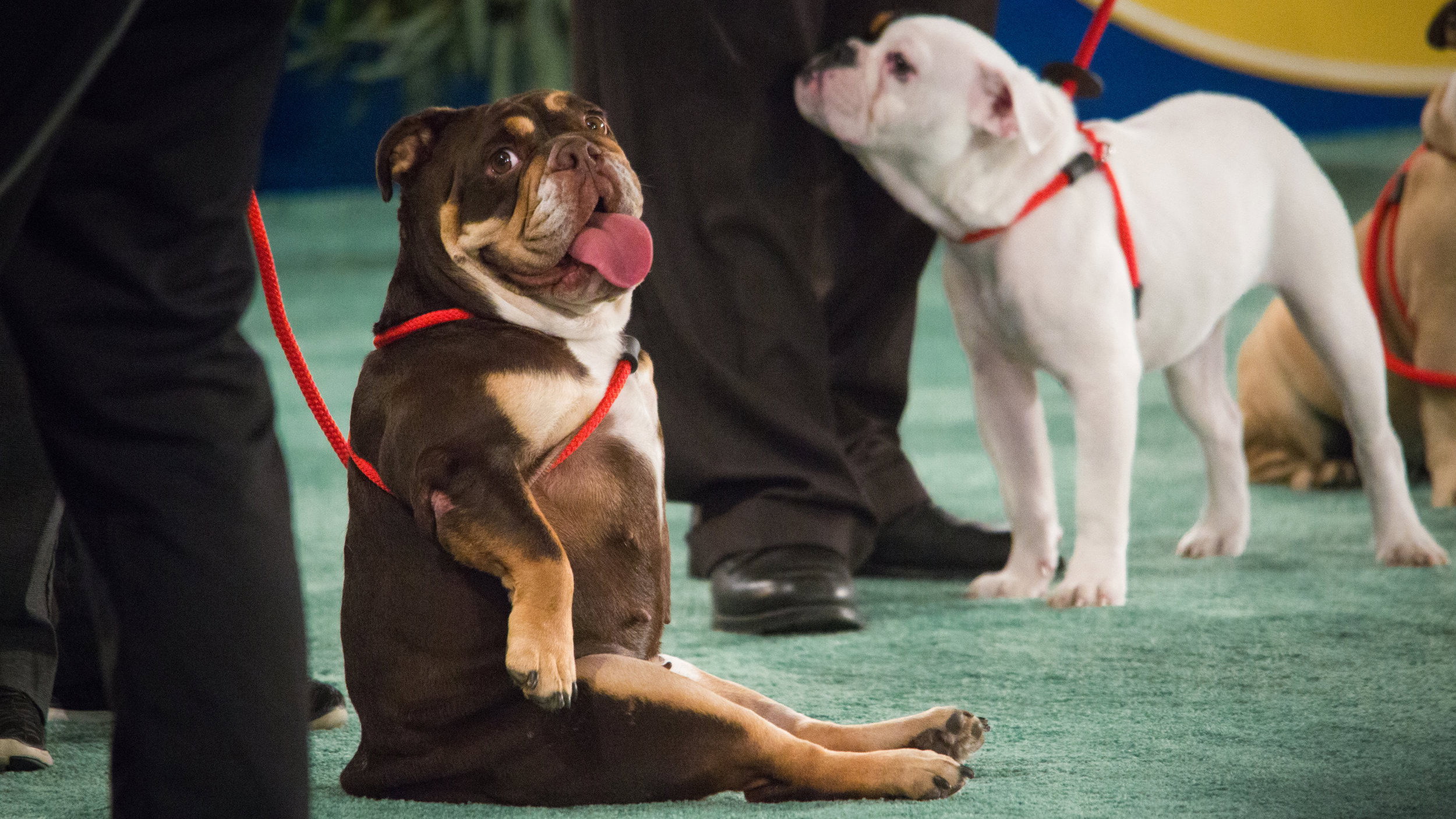 The 2018 American Rescue Dog Show's poster