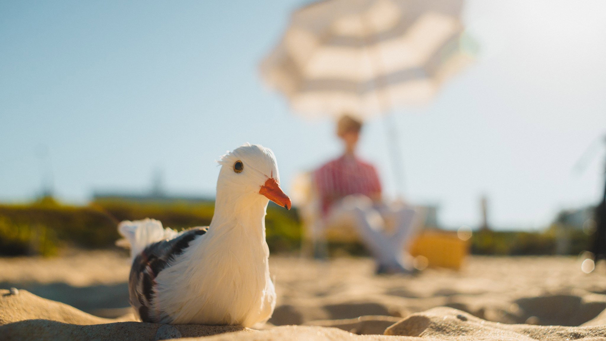 Seagulls & Stripes's poster