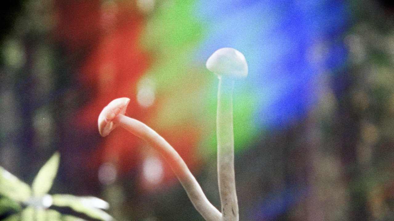 Shrooms's poster