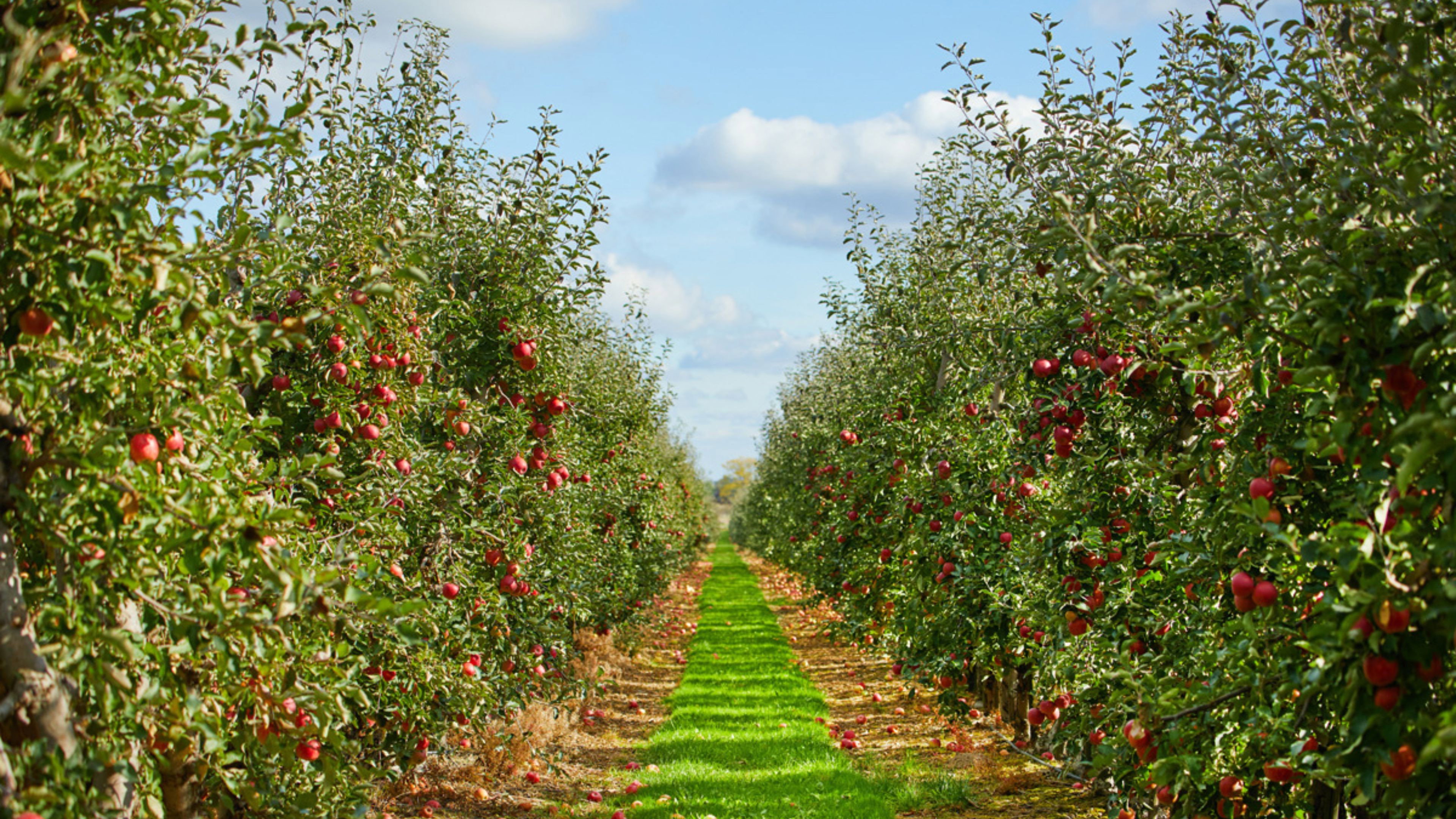 The Apple's poster