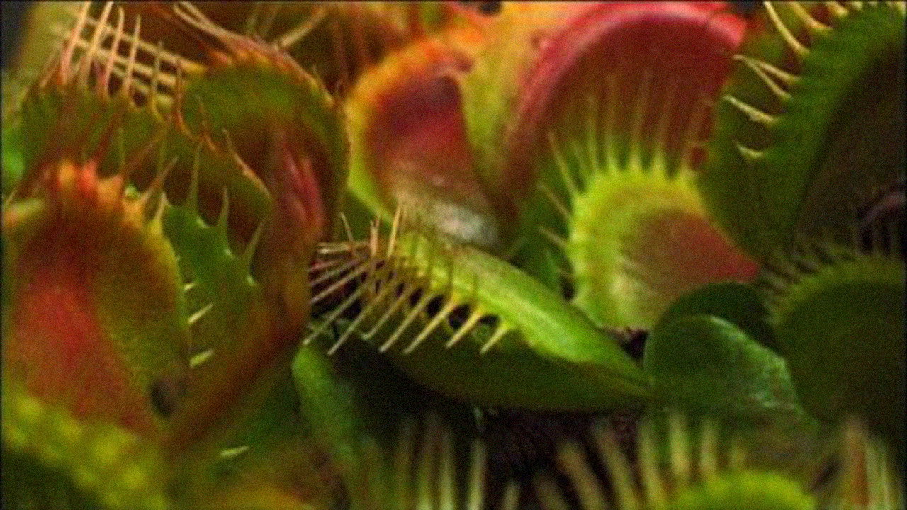 What Plants Talk About's poster