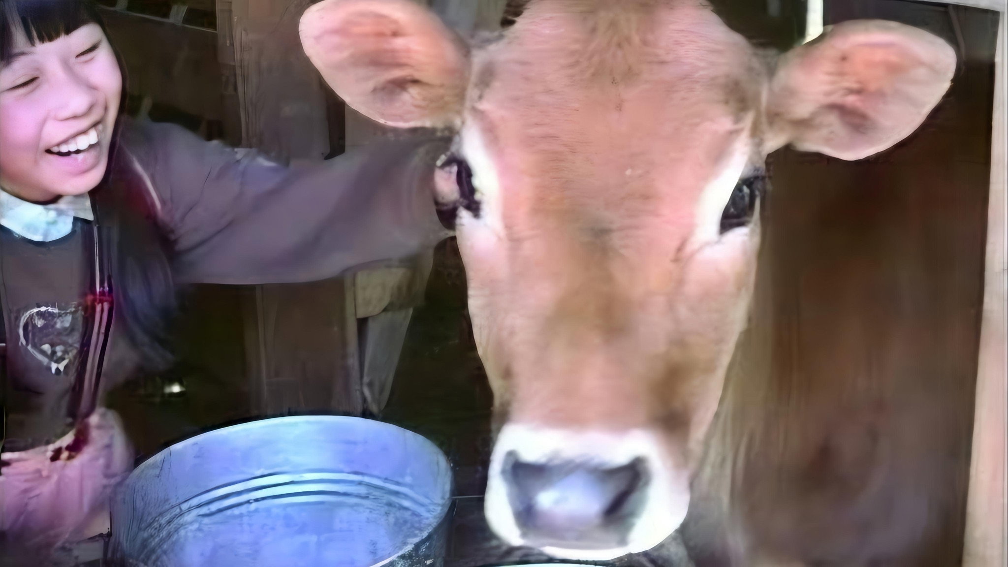 Lessons from a Calf's poster