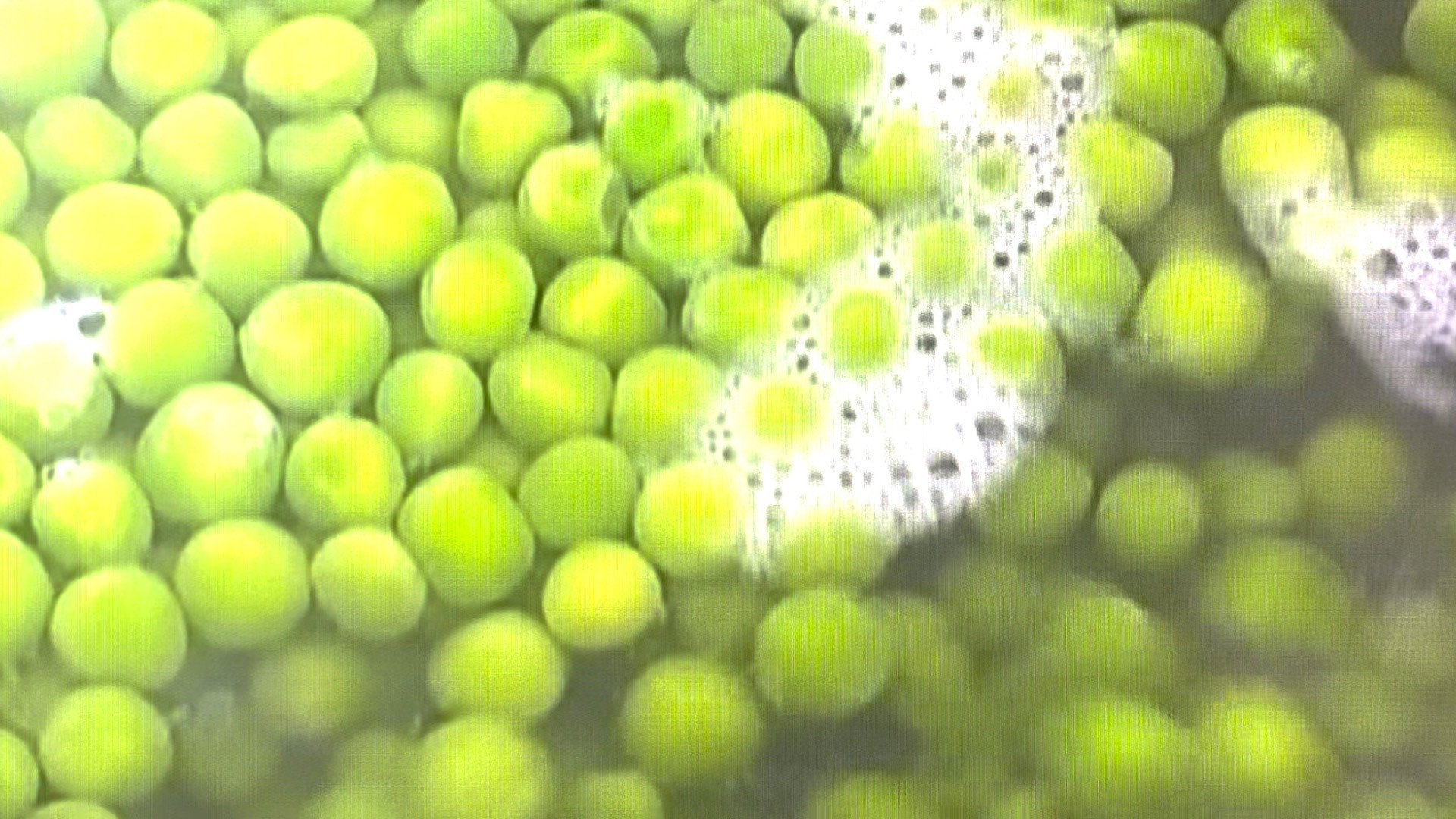 Peas's poster