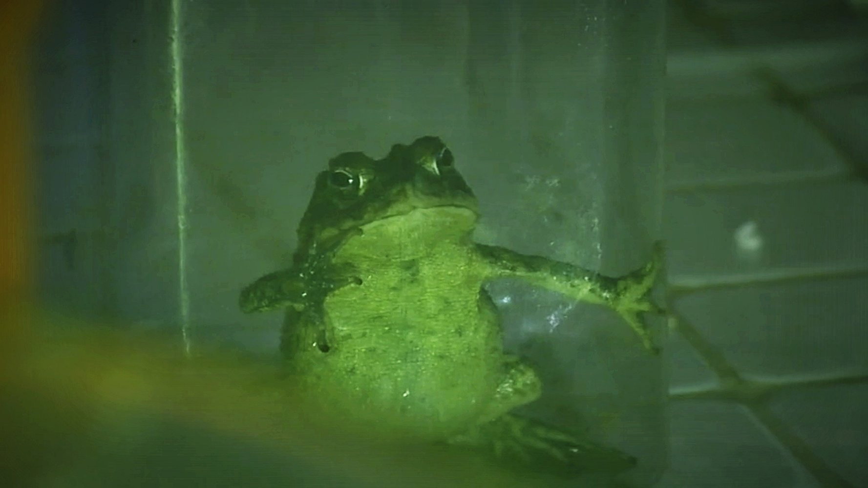 Croak's poster